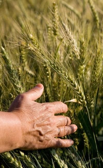 hand in grass